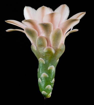 Gymnocalycium sp